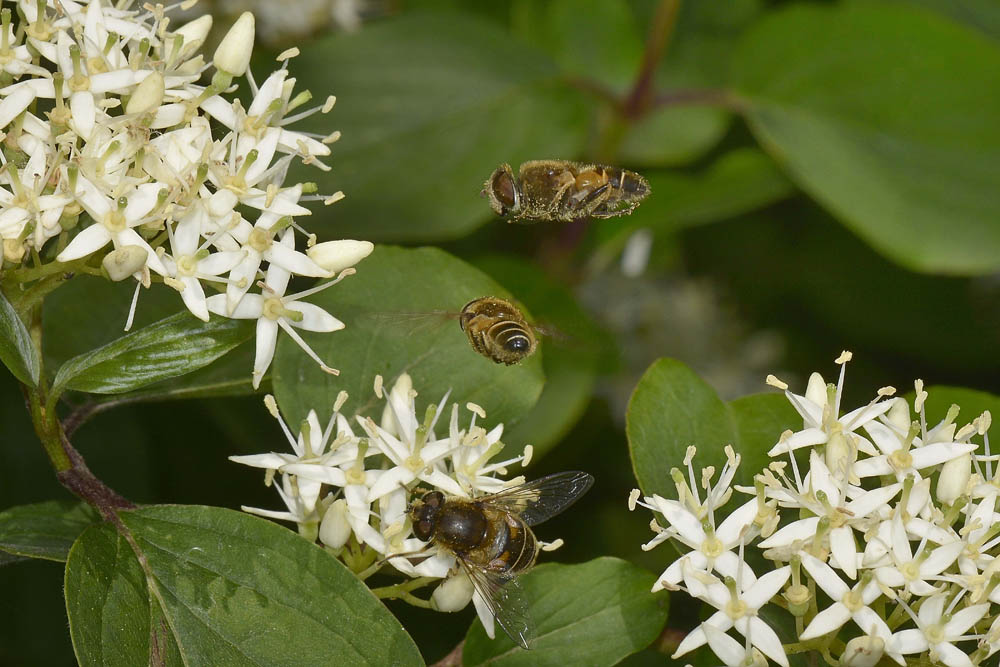 Corteggiamento di syrphidae? 